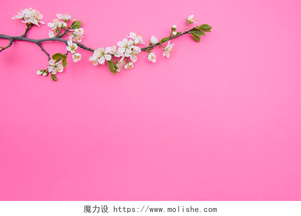 红色背景上的白色樱花红色背景的春白樱花树的照片。从上面看,平铺,复制空间.春夏背景.